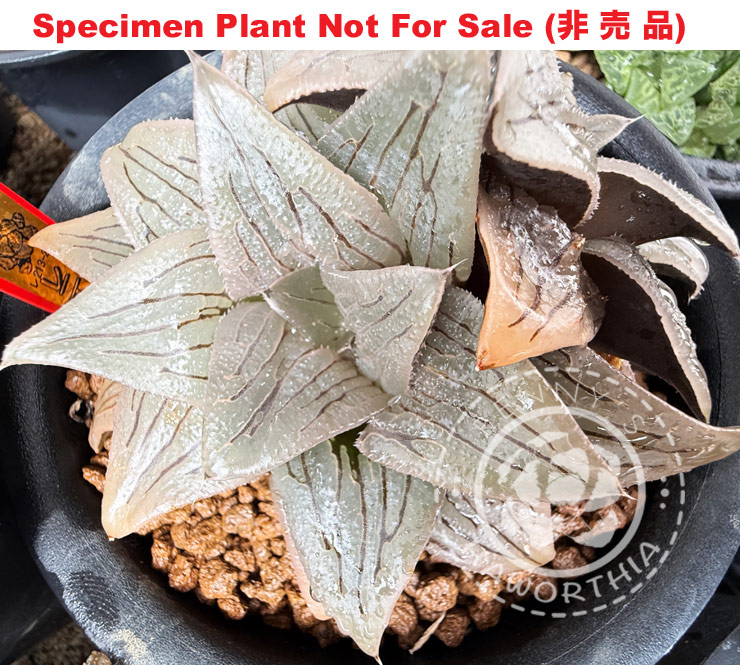 Hyb-639 H. hybrid 'RS213-2014', 10 seeds, 2026