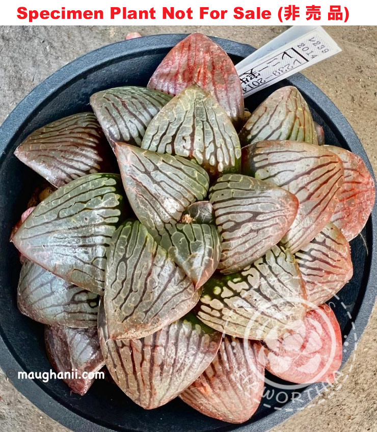 Hyb-444 H. hybrid 'RS239-2014', 10 seeds, 2026 Hyb-444 H. hybrid 'RS239-2014', 10 seeds, 2026