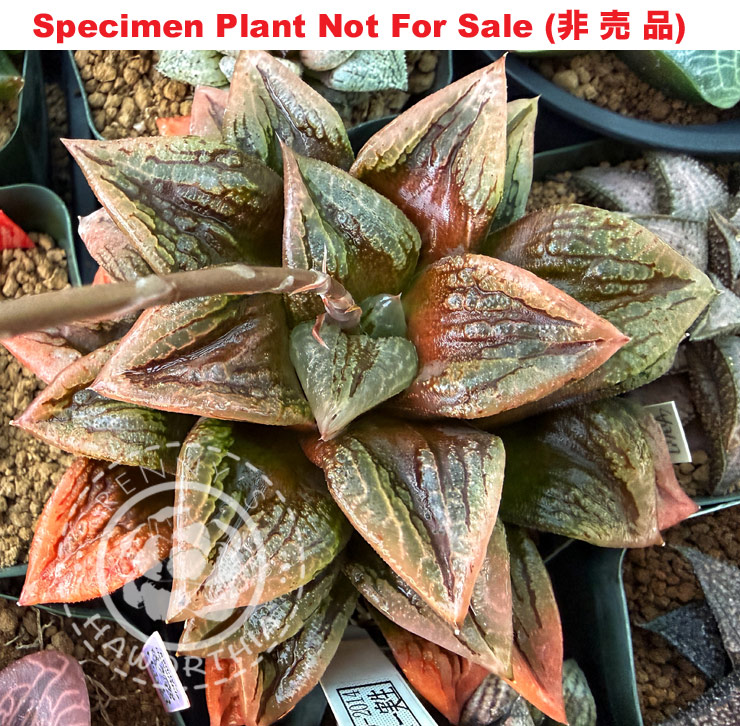 Hyb-401 H. hyb 'RS249-2014', 10 seeds, 2026