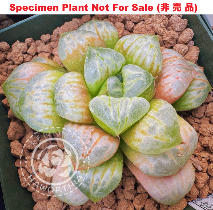 Hyb-472 H. hybrid 'RS359-2013', 10 seeds, 2026 Hyb-472 H. hybrid 'RS359-2013', 10 seeds, 2026