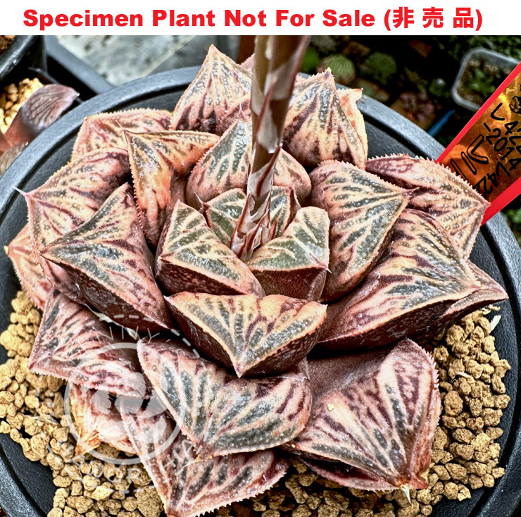 Hyb-623 H. hybrid 'Peace' (RS422-2014), 10 seeds, 2026
