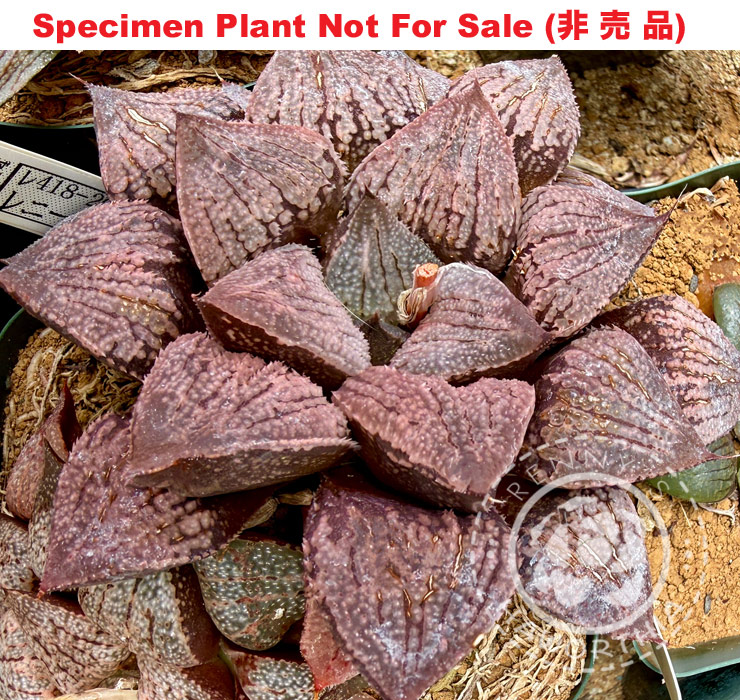 Hyb-586 H. hybrid 'Rock Sugar' (RS418-2014), 10 seeds, 2026 Hyb-586 H. hybrid 'Rock Sugar' (RS418-2014), 10 seeds, 2026