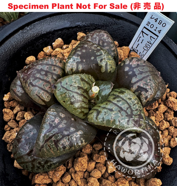Hyb-427 H. hybrid 'Black Hole' (RS490-2014), 10 seeds, 2026 Hyb-427 H. hybrid 'Black Hole' (RS490-2014), 10 seeds, 2026