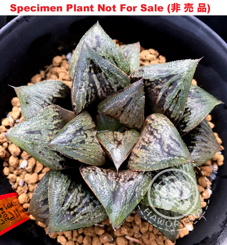 Hyb-587 H. hybrid 'RS634-2014', 10 seeds, 2026 Hyb-587 H. hybrid 'RS634-2014', 10 seeds, 2026