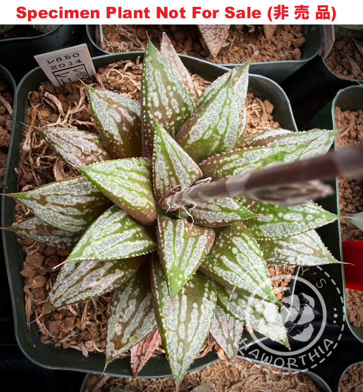 Hyb-555 H. hybrid 'RS650-2014', 10 seeds, 2026 Hyb-555 H. hybrid 'RS650-2014', 10 seeds, 2026