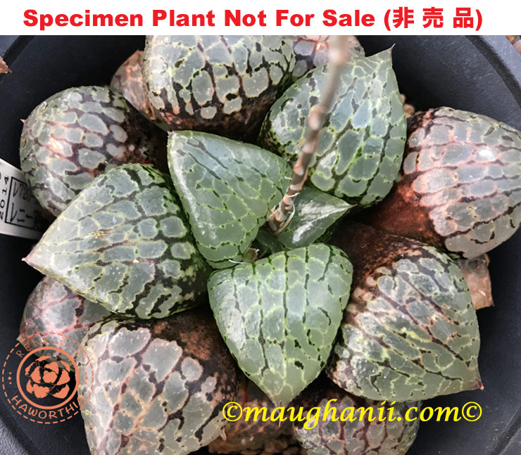 Hyb-477 H. hybrid 'Marble Window' (RS720-2014), 10 seeds, 2026 Hyb-477 H. hybrid 'Marble Window' (RS720-2014), 10 seeds, 2026
