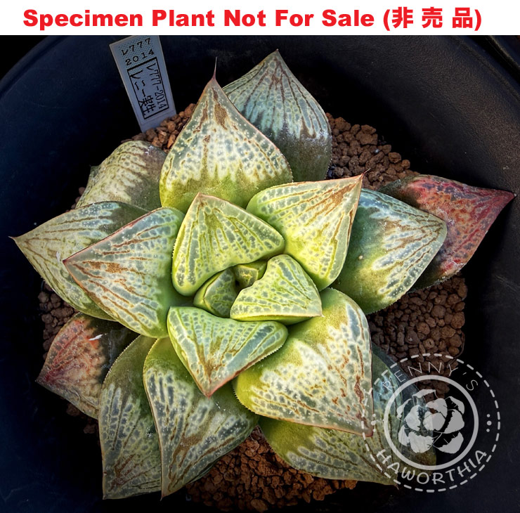 Hyb-411 H. hybrid 'RS777-2014', 10 seeds, 2026