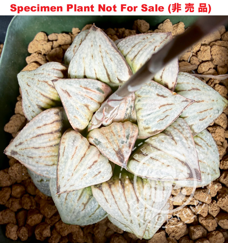 Hyb-552 H. hybrid 'RS790-2014', 10 seeds, 2026 Hyb-552 H. hybrid 'RS790-2014', 10 seeds, 2026