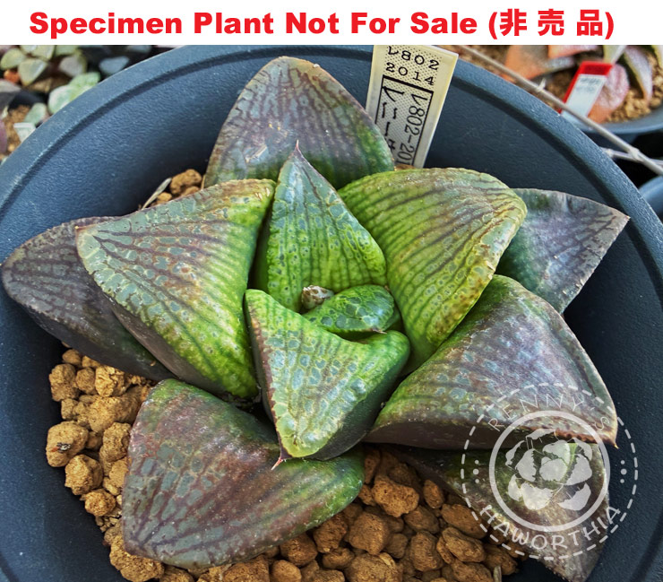 Hyb-522 H. hybrid 'RS802-2014', 10 seeds, 2026