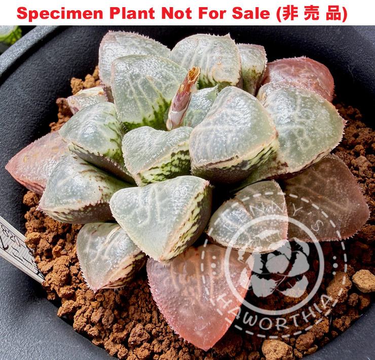Hyb-357 H. hyb 'RS820-2014', 10 seeds, 2026 Hyb-357 H. hyb 'RS820-2014', 10 seeds, 2026