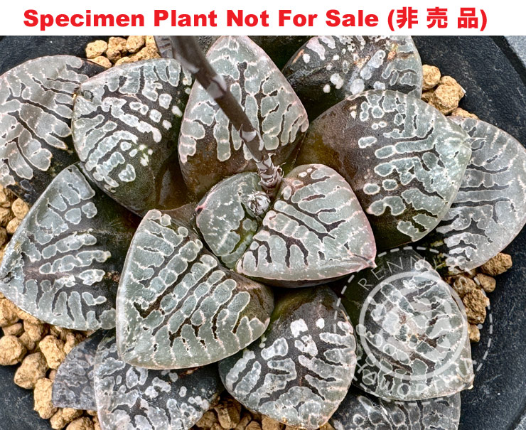 Hyb-356 H. hyb 'Chardonnay' (RS838-2014), 10 seeds, 2026 Hyb-356 H. hyb 'Chardonnay' (RS838-2014), 10 seeds, 2026
