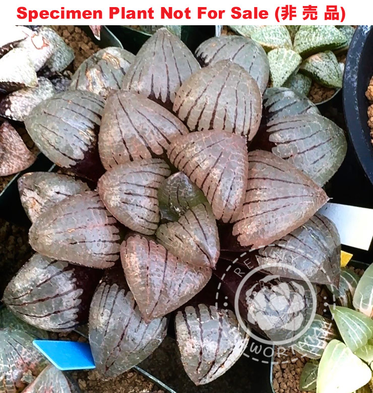 Hyb-481 H. hybrid 'RS344-2014', 10 seeds, 2026 Hyb-481 H. hybrid 'RS344-2014', 10 seeds, 2026