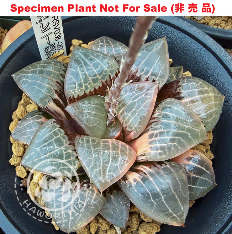 SE-913 H. hyb 'RSV038-2020' (4/22) variegate, 10 seeds, 2026
