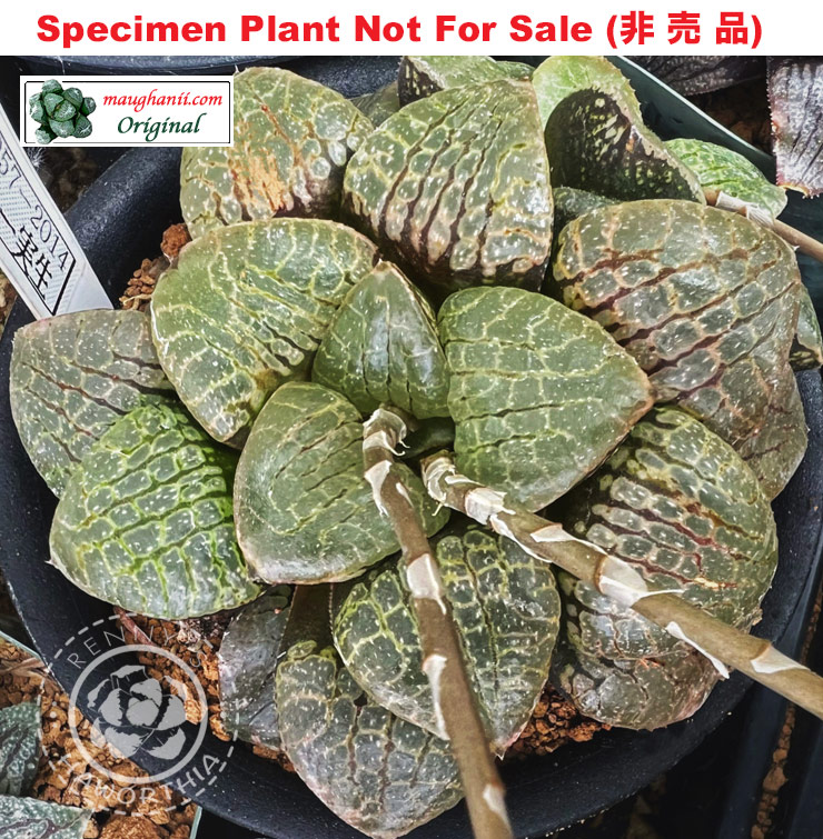 Hyb-314 H. hyb 'RS057-2014', 10 seeds, 2026
