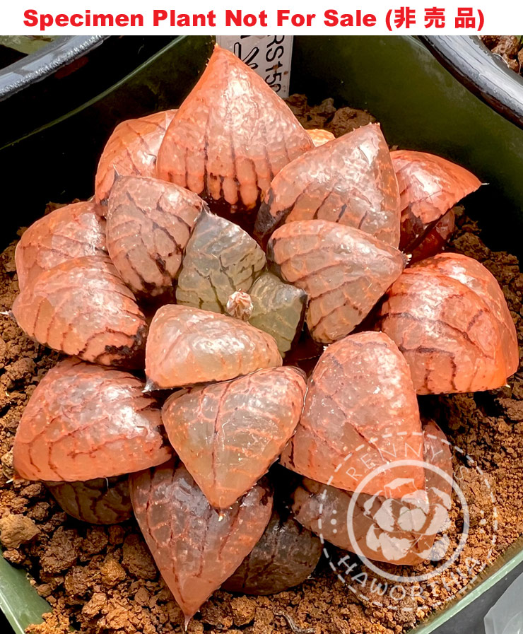 Hyb-499 H. hybrid 'RS150-2015', 10 seeds, 2026 Hyb-499 H. hybrid 'RS150-2015', 10 seeds, 2026