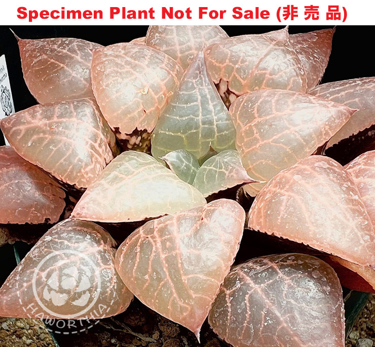 Hyb-362 H. comcore 'RS155-2015', 10 seeds, 2026 Hyb-362 H. comcore 'RS155-2015', 10 seeds, 2026
