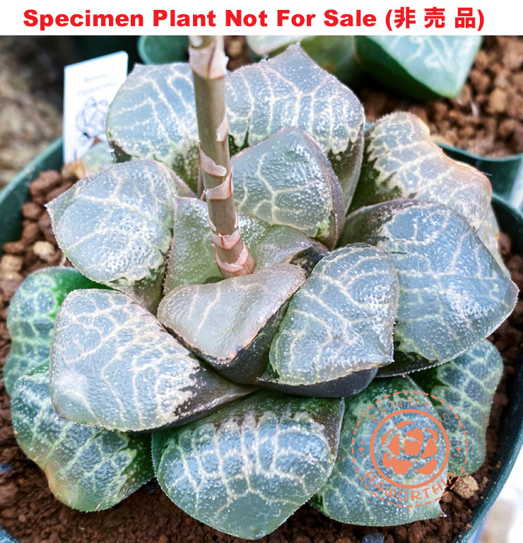 Hyb-443 H. hybrid 'RS176-2015', 10 seeds, 2026 Hyb-443 H. hybrid 'RS176-2015', 10 seeds, 2026