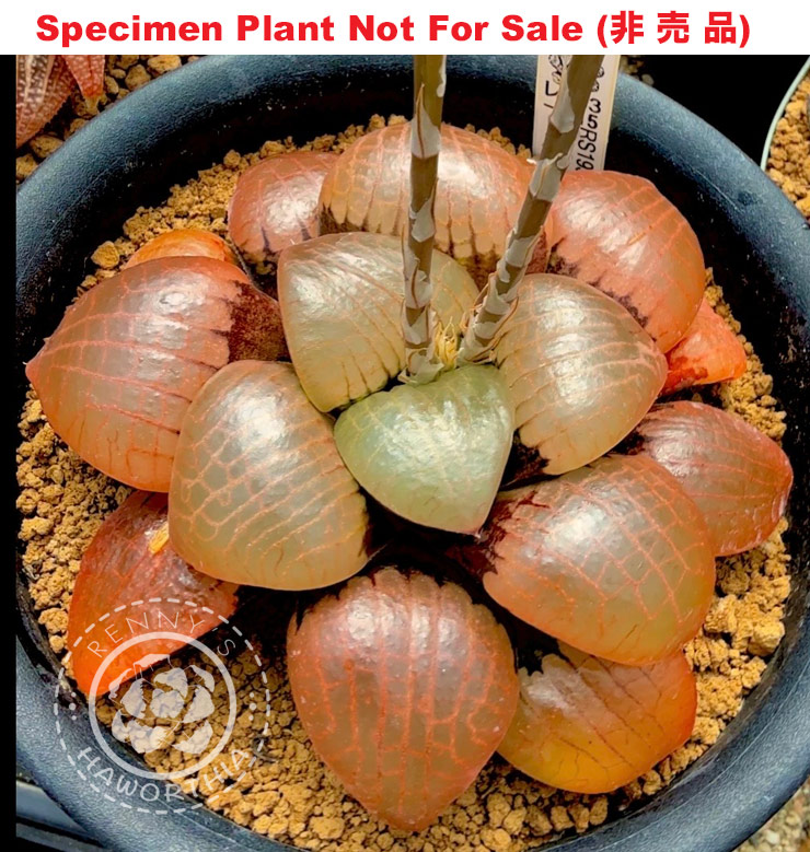 Hyb-332 H. hyb 'RS193-2015', 10 seeds, 2026 Hyb-332 H. hyb 'RS193-2015', 10 seeds, 2026
