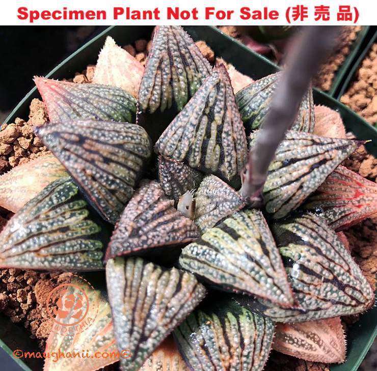 Hyb-536 H. hybrid 'R実-2025', 10 seeds, 2026