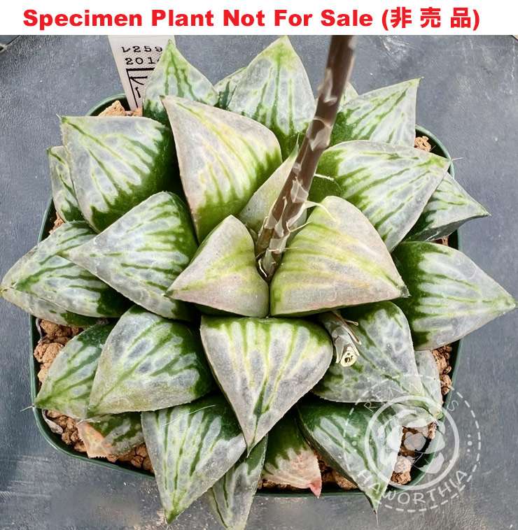 Hyb-537 H. hybrid 'RS259-2014', 10 seeds, 2026 Hyb-537 H. hybrid 'RS259-2014', 10 seeds, 2026