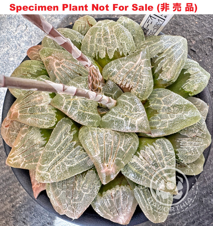 Hyb-366 H. comcore 'RS363-2014', 10 seeds, 2026 Hyb-366 H. comcore 'RS363-2014', 10 seeds, 2026