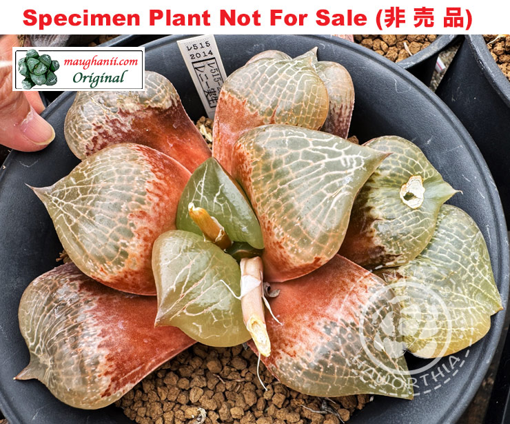 Hyb-329 H. hyb 'RS515-2014', 10 seeds, 2026 Hyb-329 H. hyb 'RS515-2014', 10 seeds, 2026