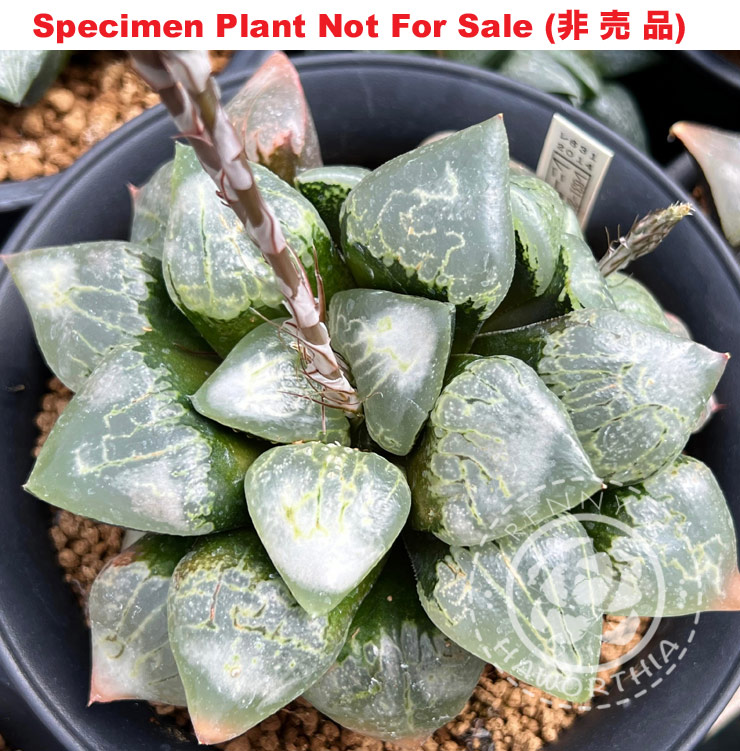 Hyb-466 H. hybrid 'RS631-2014', 10 seeds, 2026 Hyb-466 H. hybrid 'RS631-2014', 10 seeds, 2026
