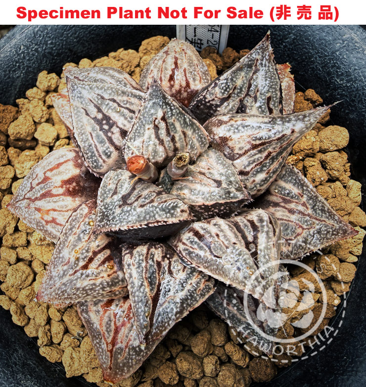 Hyb-516 H. hybrid 'RS654-2014', 10 seeds, 2026