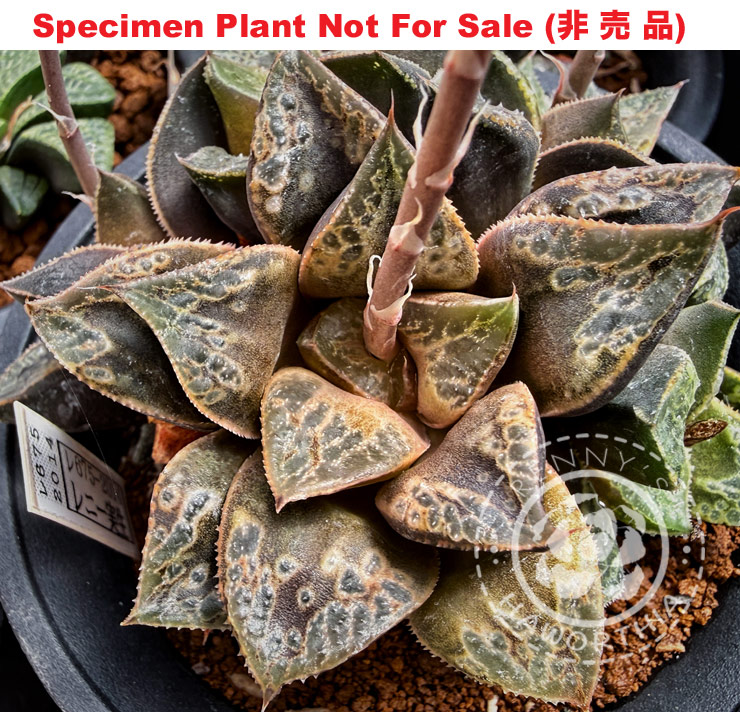 Hyb-430 H. hybrid 'RS675-2014', 10 seeds, 2026 Hyb-430 H. hybrid 'RS675-2014', 10 seeds, 2026
