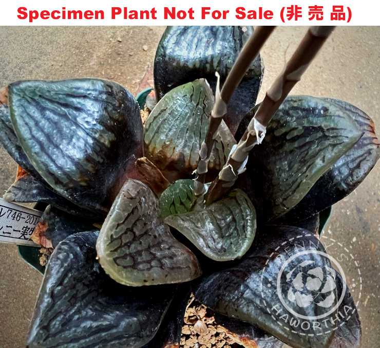 Hyb-363 H. hyb 'RS746-2014', 10 seeds, 2026 Hyb-363 H. hyb 'RS746-2014', 10 seeds, 2026