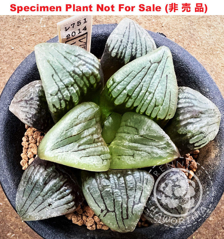 Hyb-580 H. hybrid 'RS751-2014', 10 seeds, 2026 Hyb-580 H. hybrid 'RS751-2014', 10 seeds, 2026