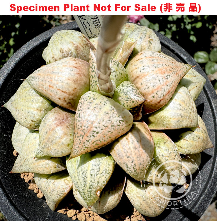 Pict-03 H. picta 'RS766-2014', 10 seeds, 2026
