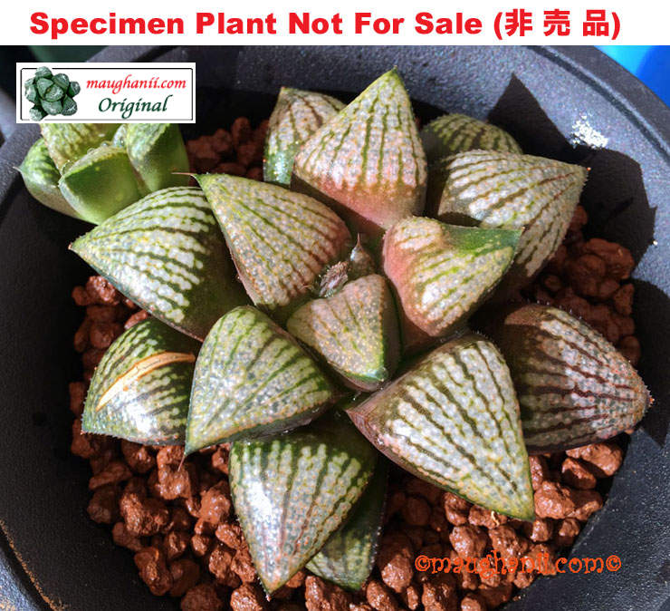 Hyb-339 H. hyb 'Red Lion', 10 seeds, 2026 Hyb-339 H. hyb 'Red Lion', 10 seeds, 2026