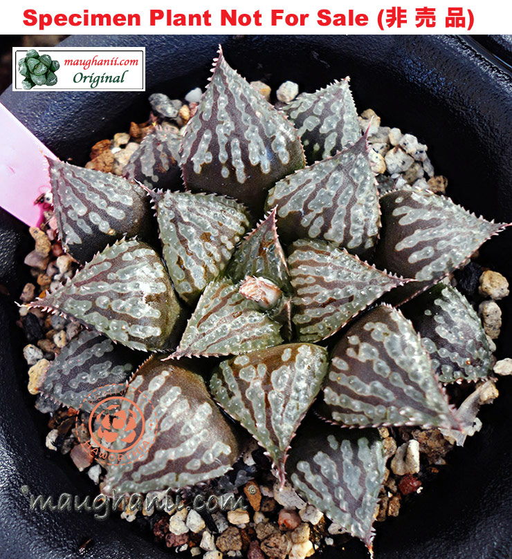 Hyb-406 H. hybrid 'Safari', 10 seeds, 2026