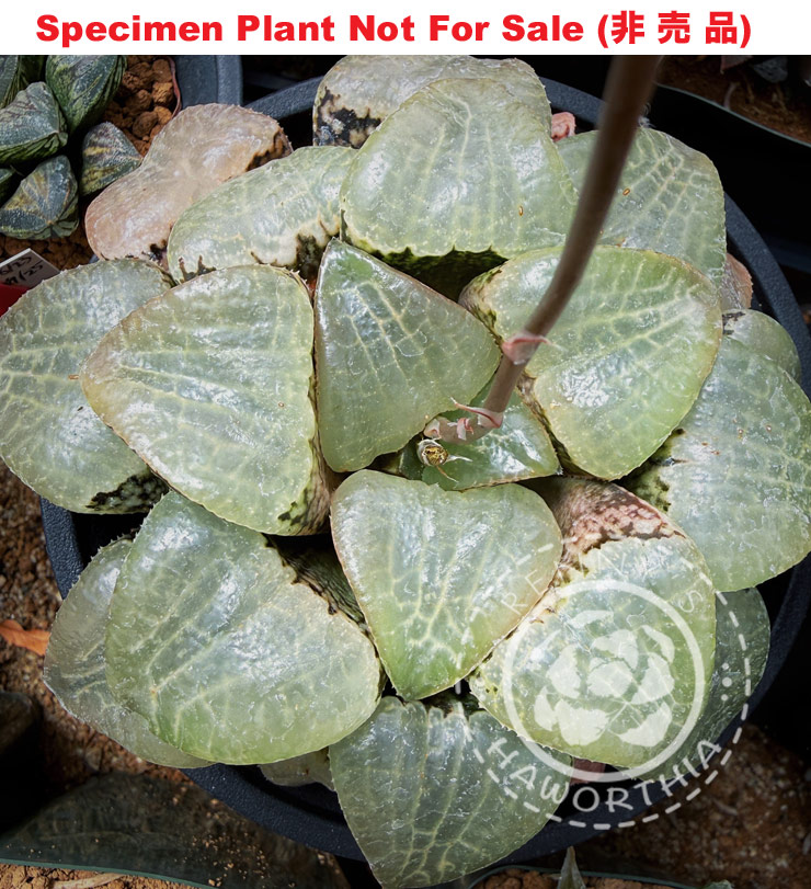 Hyb-570 H. hybrid 'Saiko' x 'Manmaru', 10 seeds, 2026 Hyb-570 H. hybrid 'Saiko' x 'Manmaru', 10 seeds, 2026