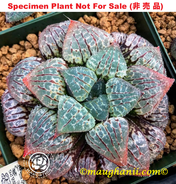 Hyb-543 H. hybrid 'Yabusuma', 10 seeds, 2026 Hyb-543 H. hybrid 'Yabusuma', 10 seeds, 2026