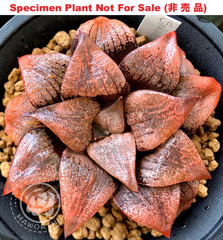 Hyb-416 H. hybrid 'Sakuhin 12', 10 seeds, 2026
