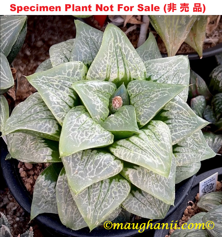 Hyb-388 H. cv 'Aoi Kiku', 10 seeds, 2026 Hyb-388 H. cv 'Aoi Kiku', 10 seeds, 2026