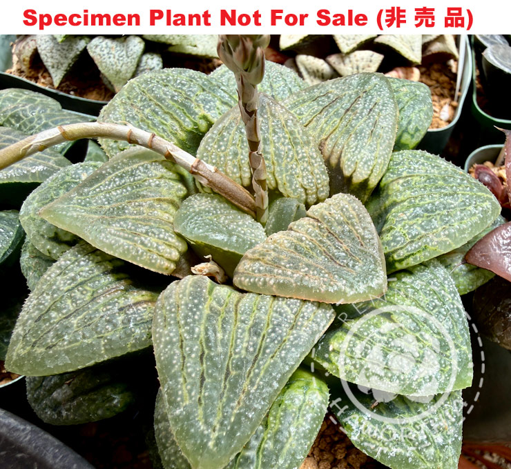 Hyb-455 H. hybrid 'Sandpaper', 10 seeds, 2026 Hyb-455 H. hybrid 'Sandpaper', 10 seeds, 2026