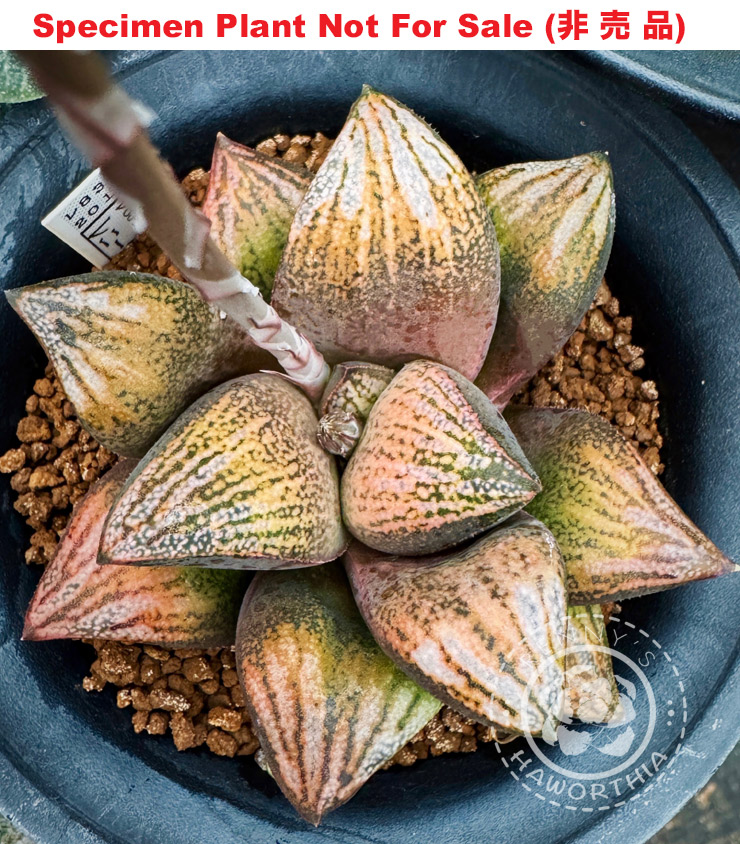 Hyb-476 H. hybrid 'Scooby Doo', 10 seeds, 2026 Hyb-476 H. hybrid 'Scooby Doo', 10 seeds, 2026