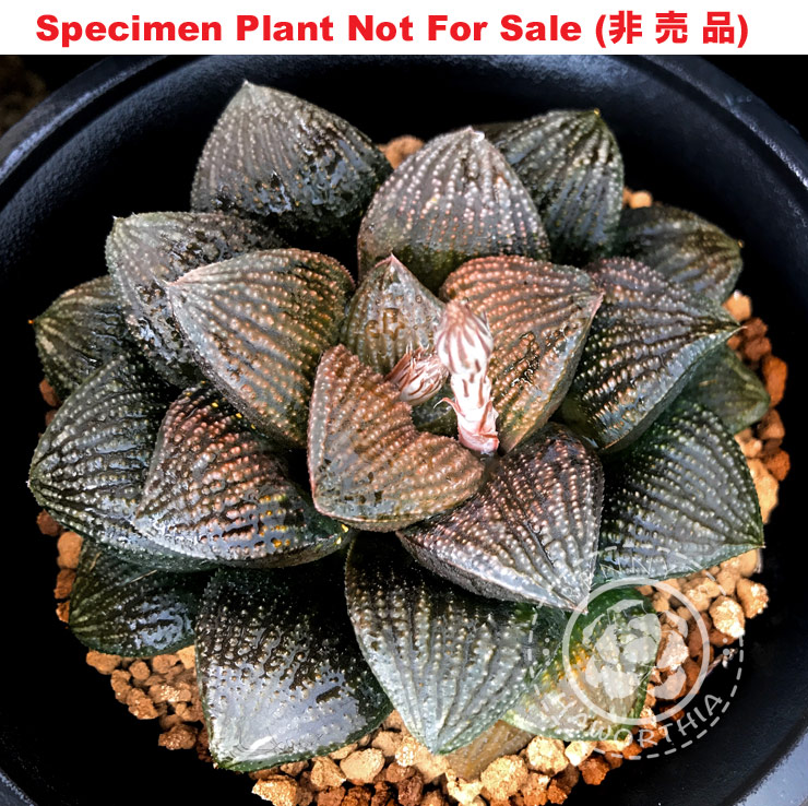 Hyb-291 H. hyb 'Sea Shell', 10 seeds, 2026