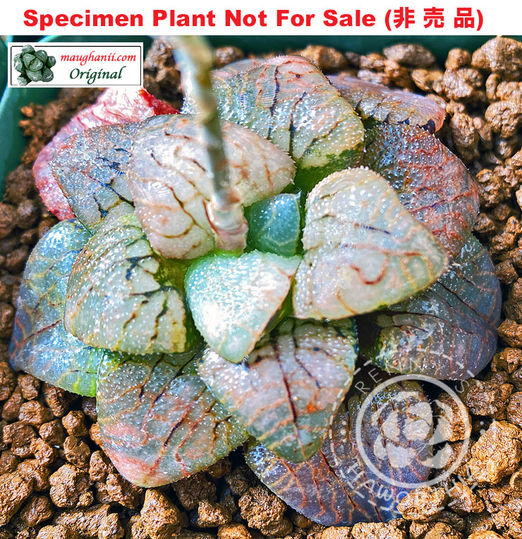 Hyb-562 H. hybrid 'Sea Foam', 10 seeds, 2026 Hyb-562 H. hybrid 'Sea Foam', 10 seeds, 2026