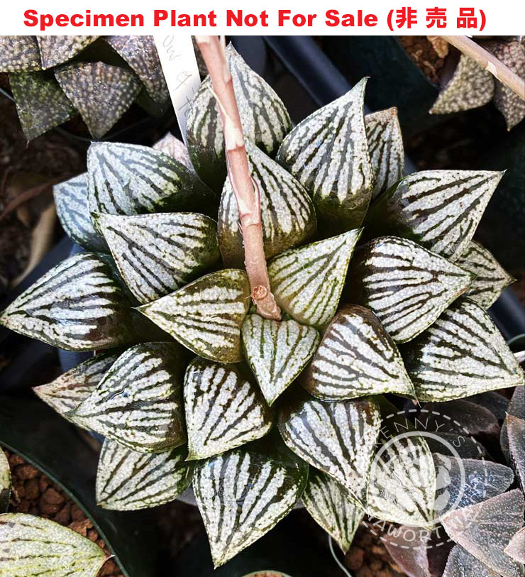 Hyb-633 H. hybrid 'Shadow of Forest', 10 seeds, 2026