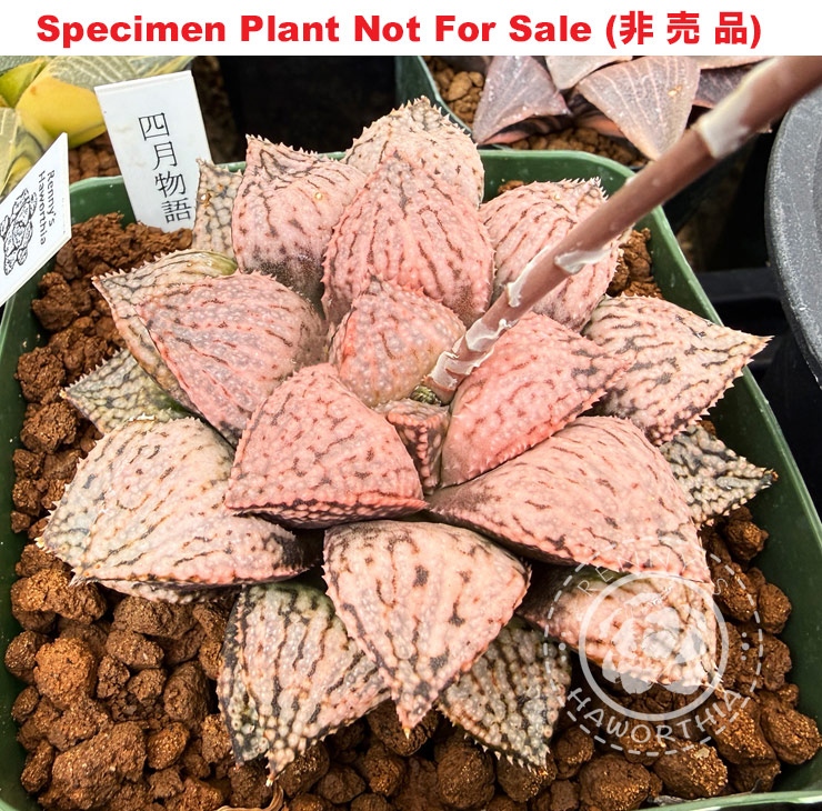 Hyb-321 H. hyb 'Shigatsu Monogatari', 10 seeds, 2026 Hyb-321 H. hyb 'Shigatsu Monogatari', 10 seeds, 2026