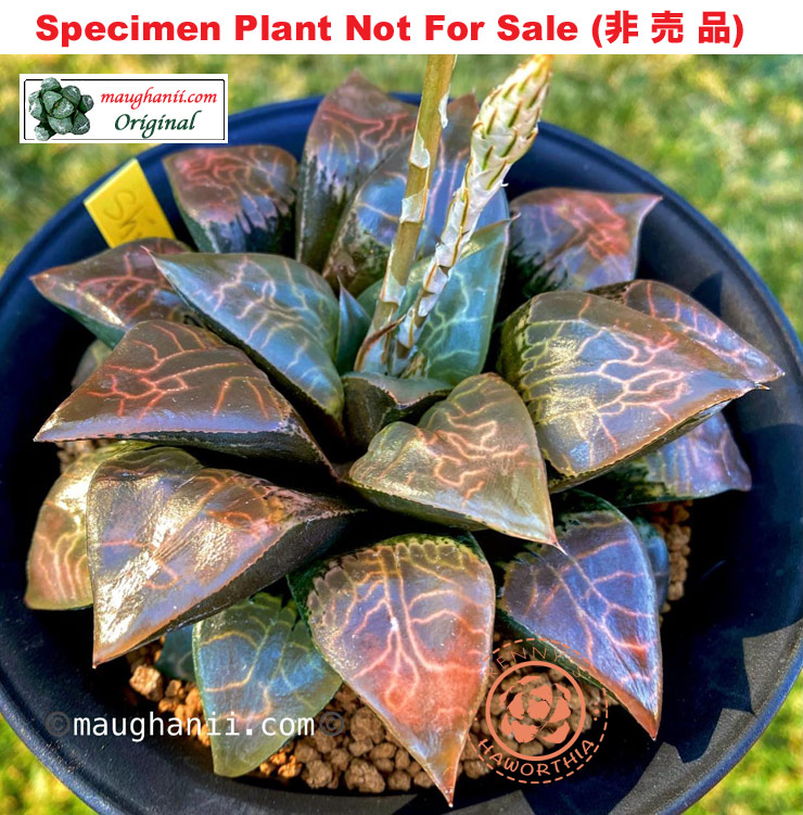 Hyb-243 H. hyb 'Shine', 10 seeds, 2026