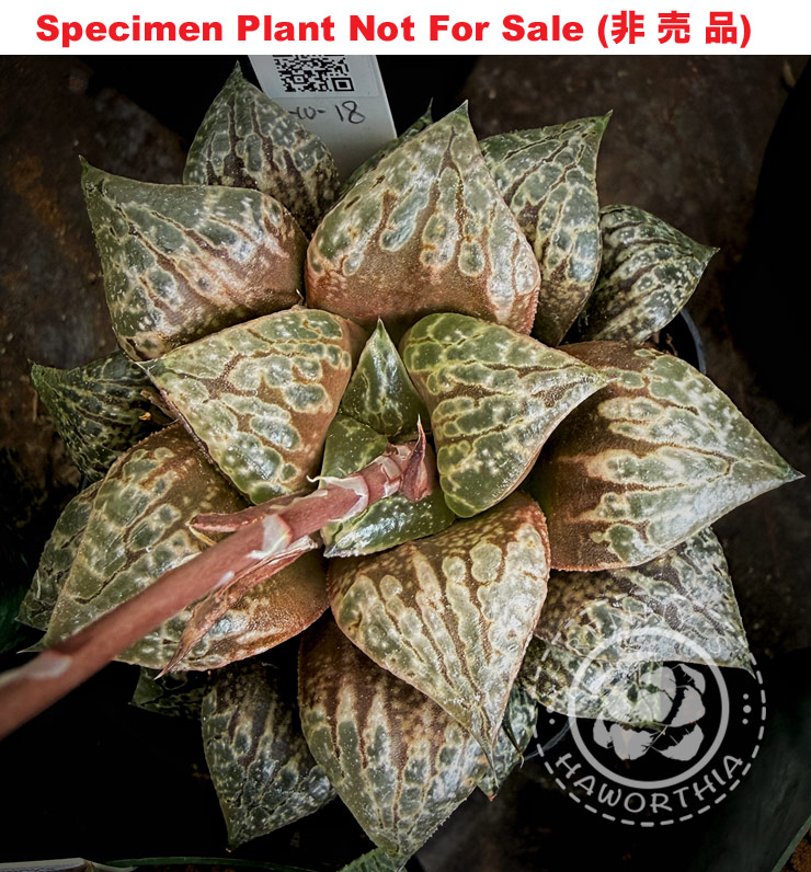 Hyb-608 H. hybrid 'Shikinjyo' seedling, 10 seeds, 2026