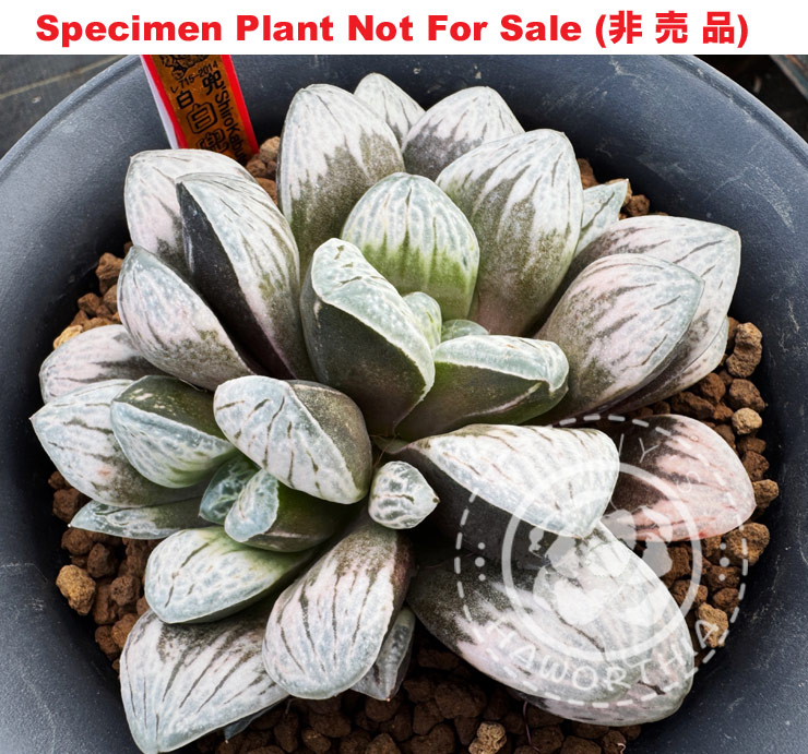 Hyb-479 H. hybrid 'Shiro Kabuto' (RS715-2014), 10 seeds, 2026 Hyb-479 H. hybrid 'Shiro Kabuto' (RS715-2014), 10 seeds, 2026