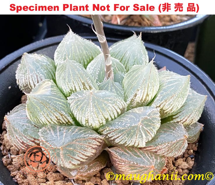 Hyb-358 H. venusta 'Silk Road', 10 seeds, 2026 Hyb-358 H. venusta 'Silk Road', 10 seeds, 2026