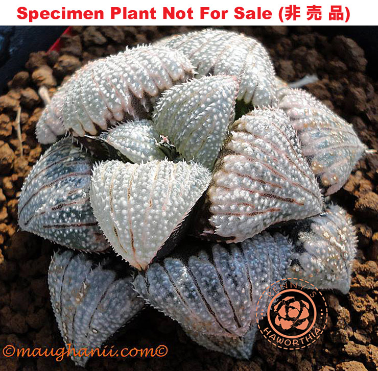 Hyb-640 H. cv 'Silver Cloud', 10 seeds, 2026 Hyb-640 H. cv 'Silver Cloud', 10 seeds, 2026