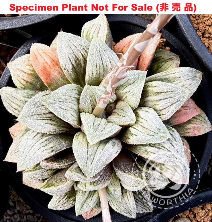 Hyb-569 H. hybrid 'Snow Butterfly', 10 seeds, 2026 Hyb-569 H. hybrid 'Snow Butterfly', 10 seeds, 2026
